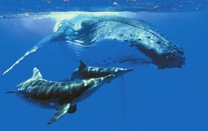 PRESIDENTIAL BABY !!!!